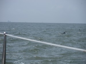 Dolphins!